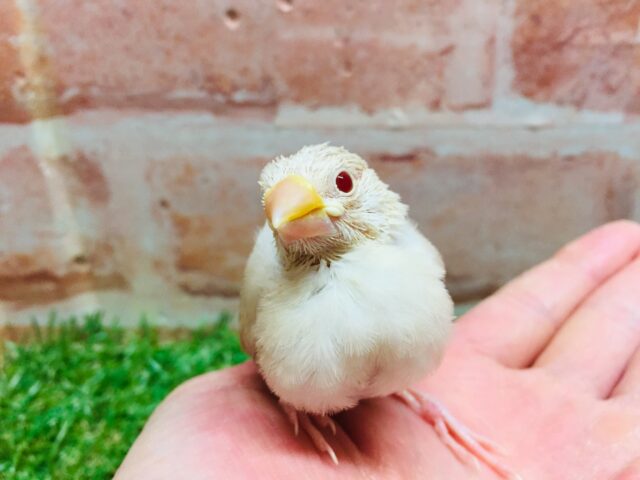 シナモン文鳥