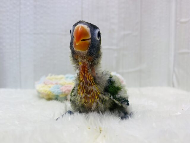 キエリボタンインコ