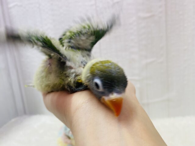 キエリボタンインコ