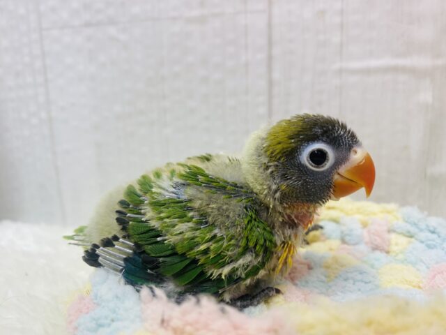 キエリボタンインコ