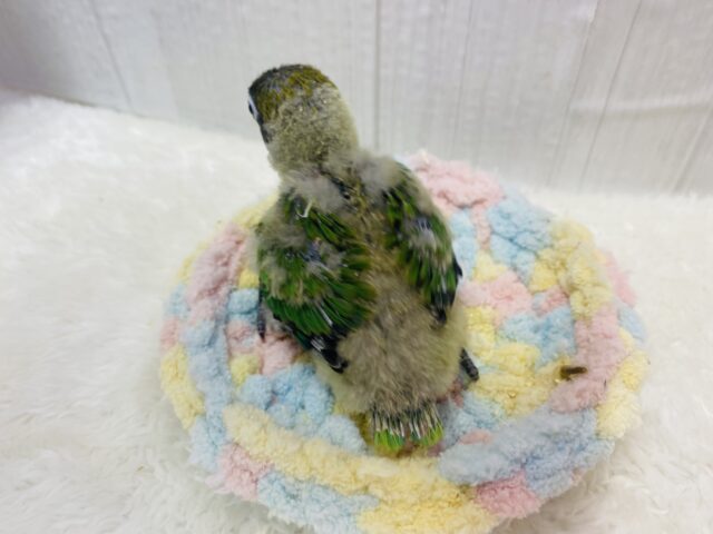 キエリボタンインコ