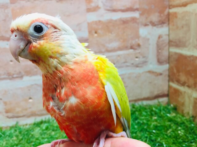 ホオミドリウロコインコ