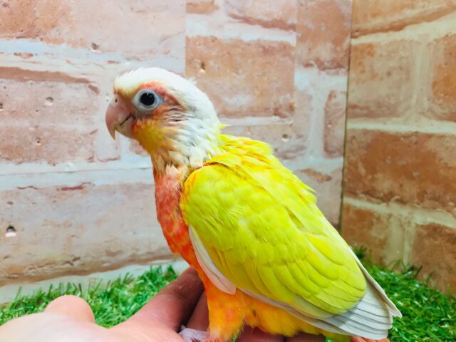 ホオミドリウロコインコ