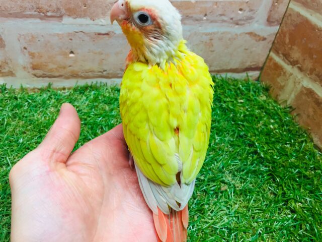 ホオミドリウロコインコ