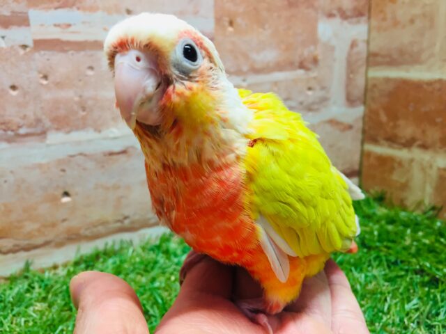 ホオミドリウロコインコ