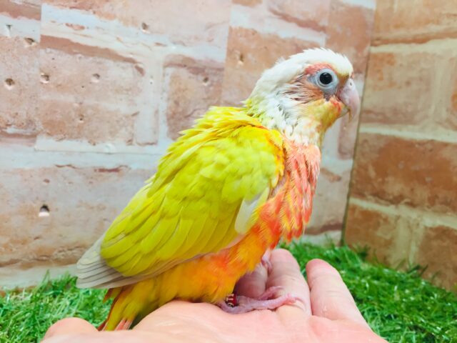 ホオミドリウロコインコ