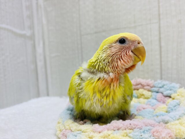 コザクラインコ（小桜インコ）