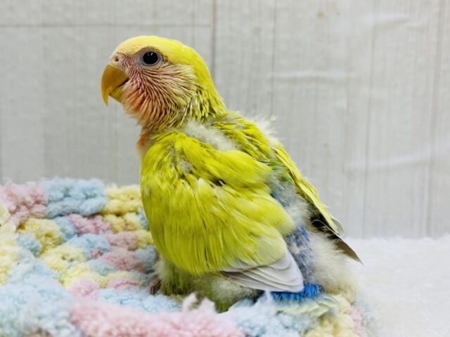 コザクラインコ（小桜インコ）