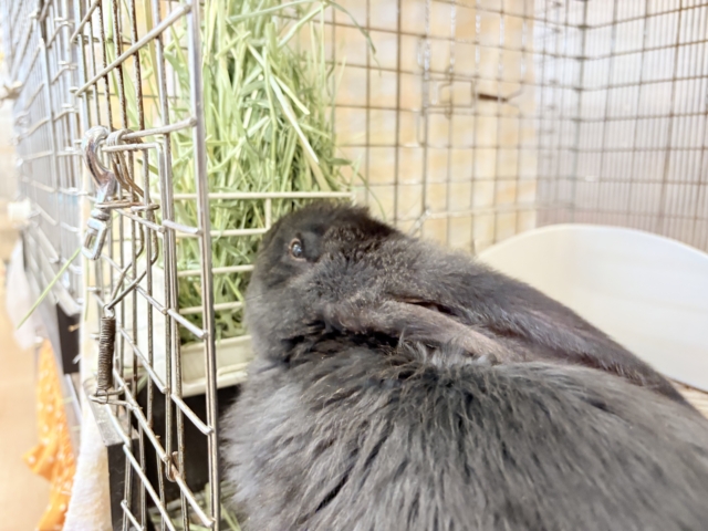 フレミッシュジャイアント