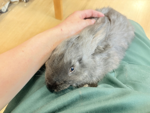 フレミッシュジャイアント