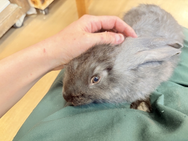 フレミッシュジャイアント