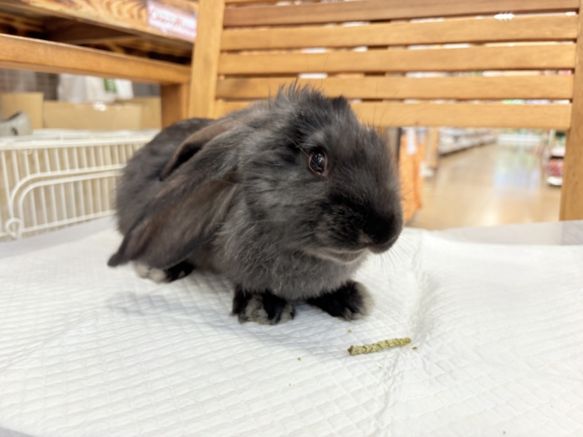 フレミッシュジャイアント