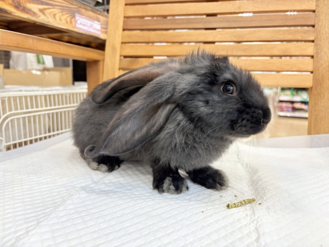 フレミッシュジャイアント