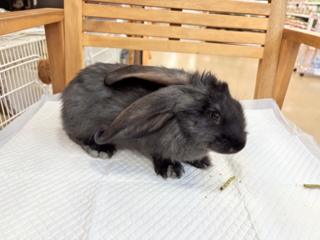 フレミッシュジャイアント