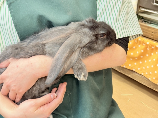 フレミッシュジャイアント