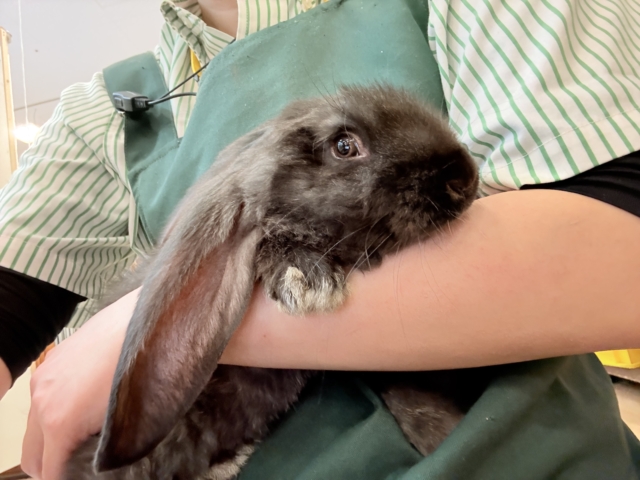 フレミッシュジャイアント