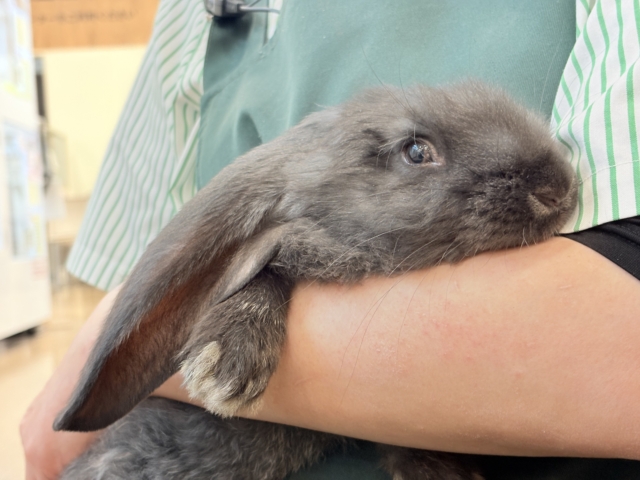 フレミッシュジャイアント