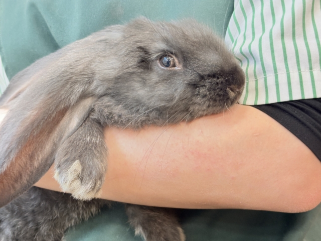 フレミッシュジャイアント