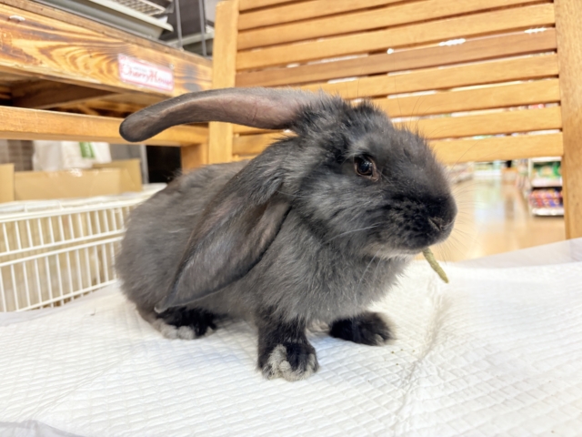 フレミッシュジャイアント