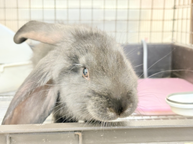 フレミッシュジャイアント