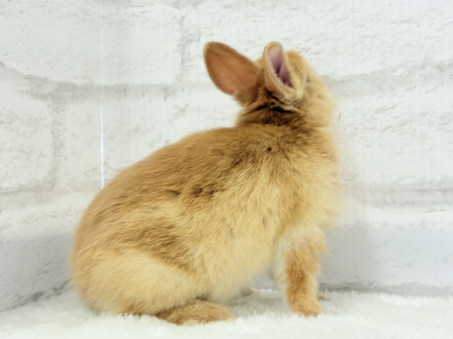 ネザーランドドワーフ