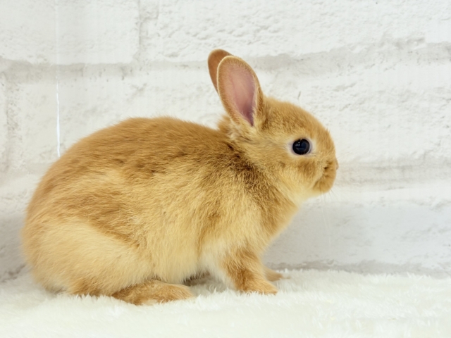 ネザーランドドワーフ