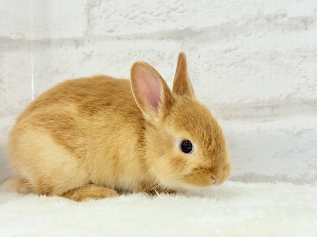 ネザーランドドワーフ