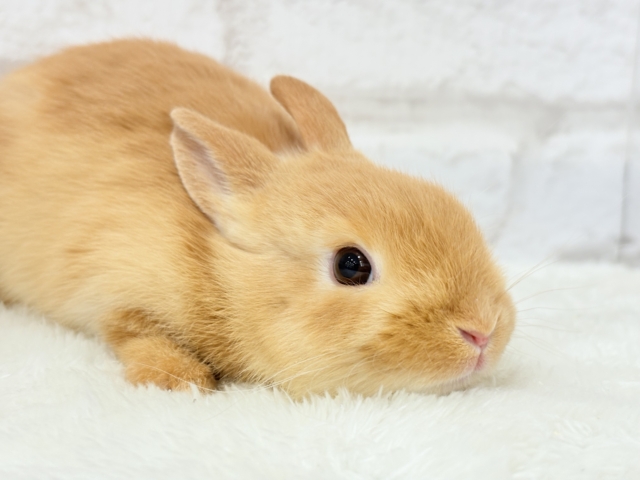 ネザーランドドワーフ