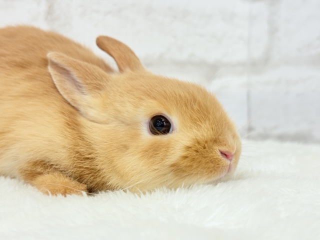 ネザーランドドワーフ