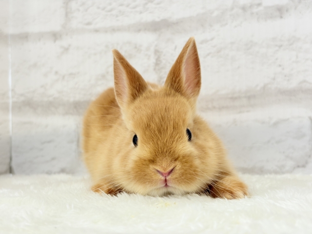 ネザーランドドワーフ