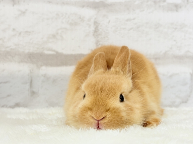 ネザーランドドワーフ