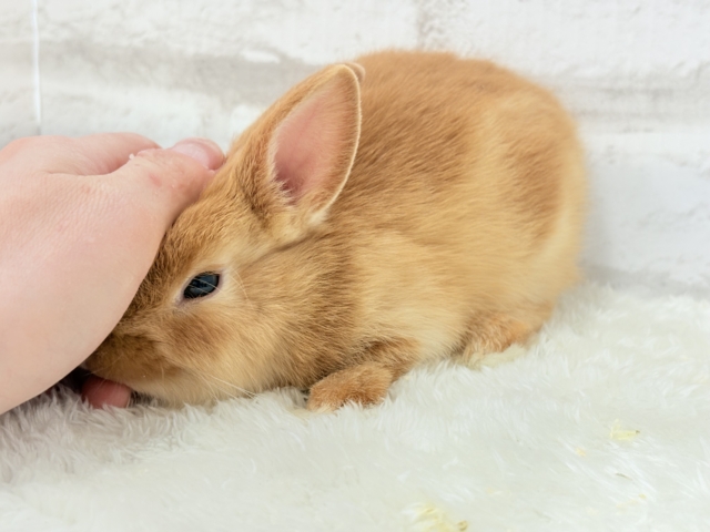 ネザーランドドワーフ