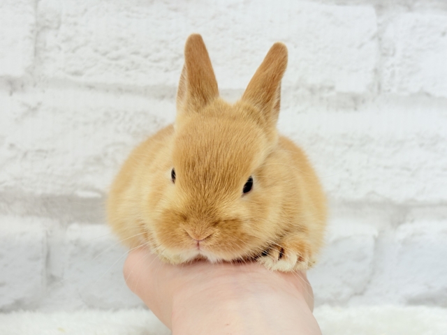 ネザーランドドワーフ