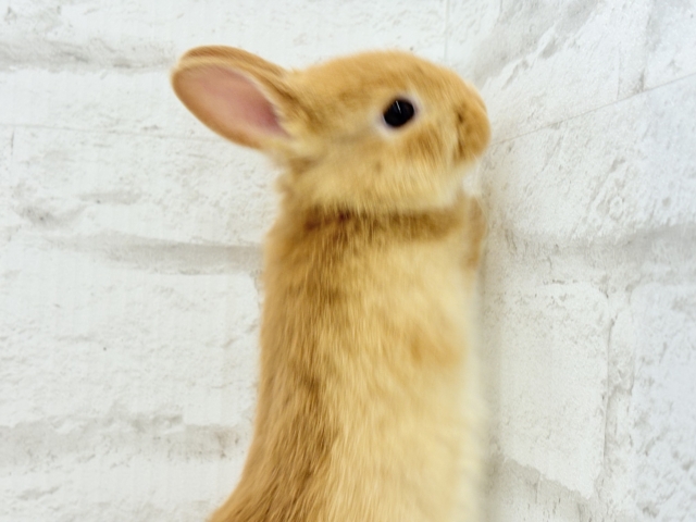 ネザーランドドワーフ