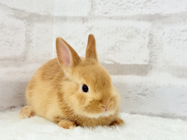 ネザーランドドワーフ