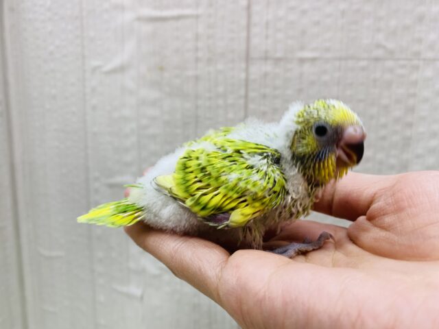 セキセイインコ
