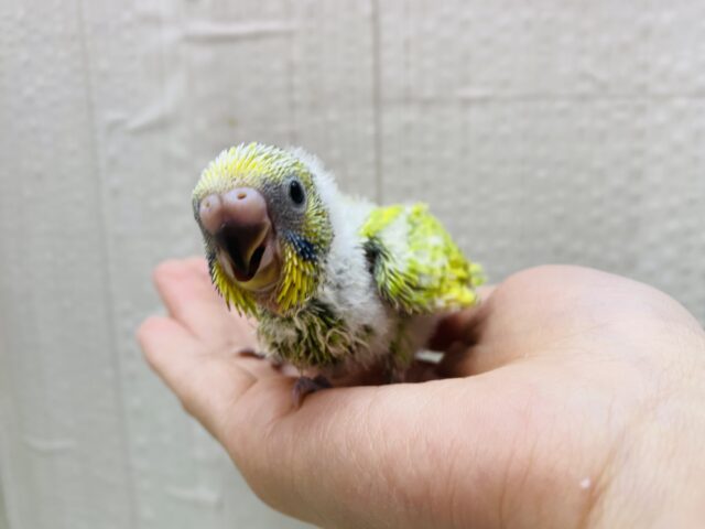 セキセイインコ