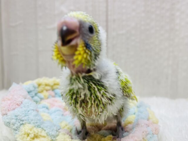 セキセイインコ