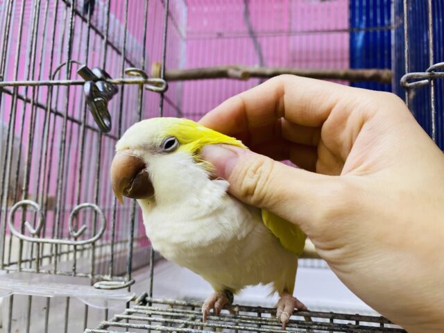 オキナインコ