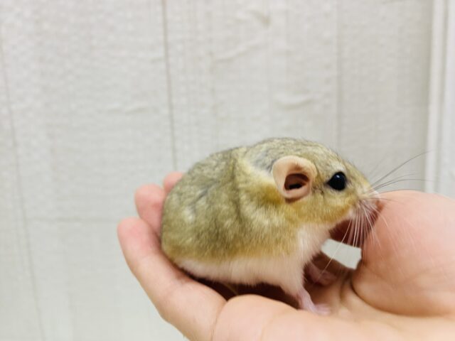 マカロニマウス（ファットテールジャービル、オブトアレチネズミ）