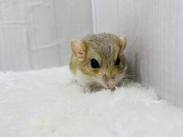 マカロニマウス（ファットテールジャービル、オブトアレチネズミ）