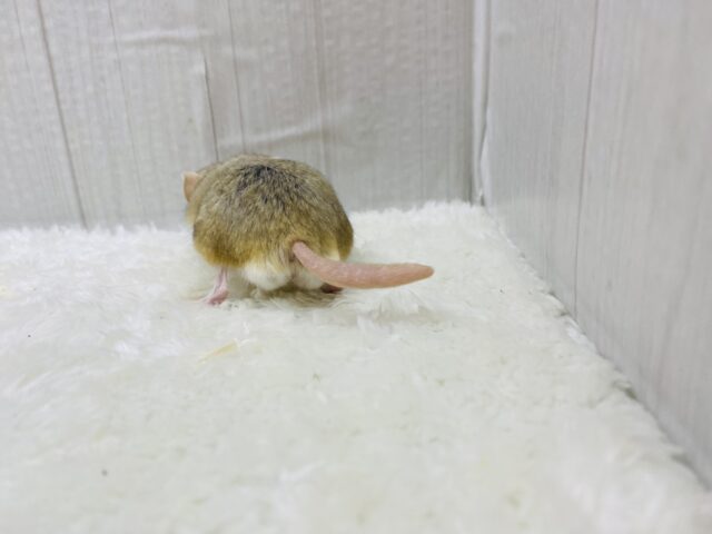 マカロニマウス（ファットテールジャービル、オブトアレチネズミ）
