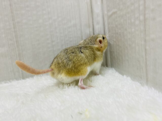 マカロニマウス（ファットテールジャービル、オブトアレチネズミ）