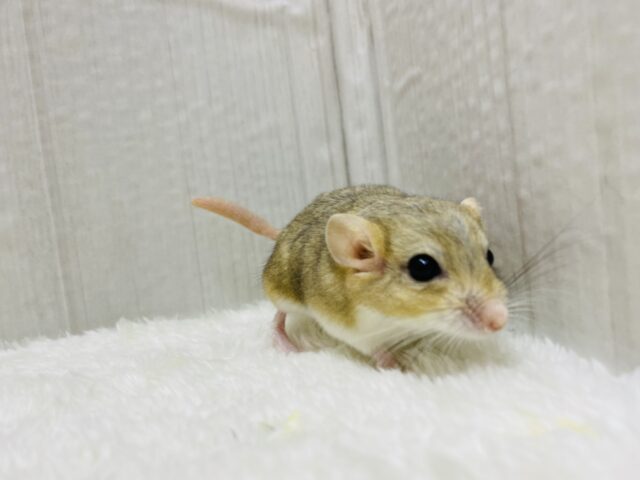 マカロニマウス（ファットテールジャービル、オブトアレチネズミ）