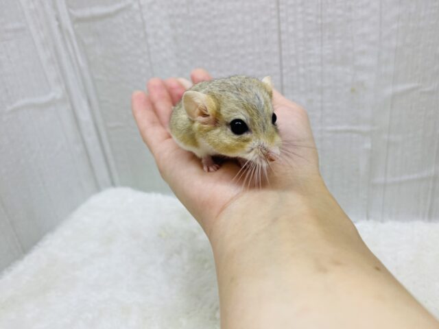 マカロニマウス（ファットテールジャービル、オブトアレチネズミ）