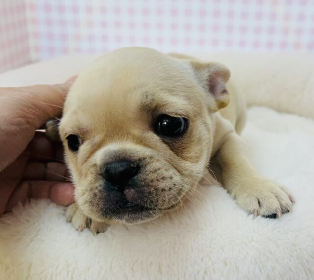 フレンチブルドッグ