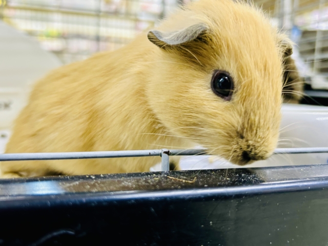 ロシアンモルモット