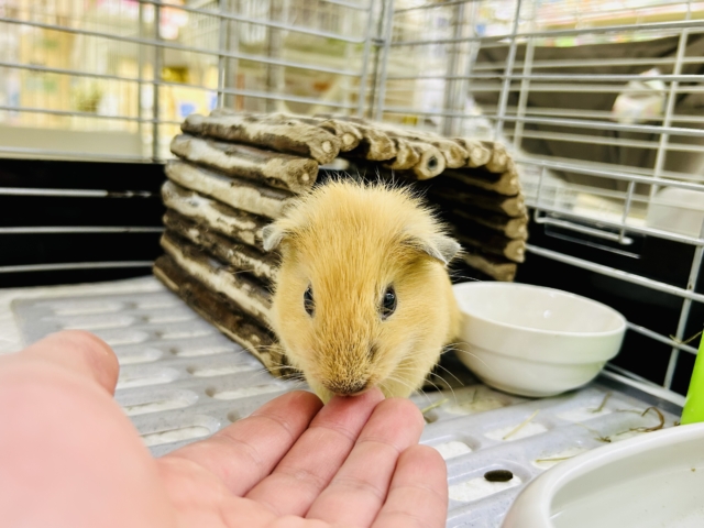 ロシアンモルモット