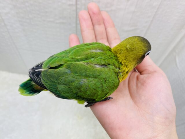 キエリボタンインコ