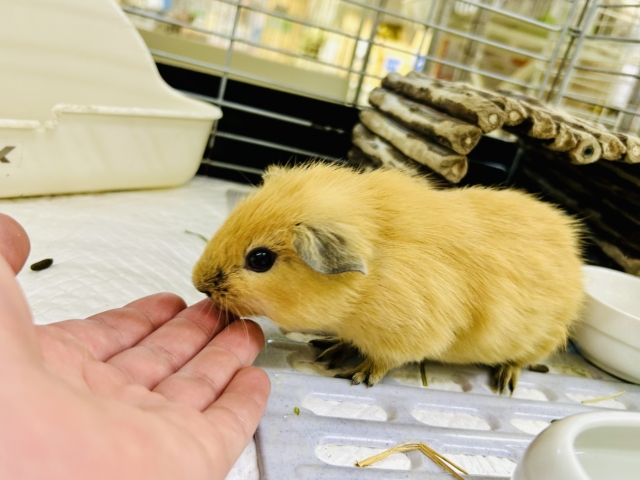 ロシアンモルモット